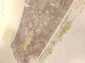 IMG-20250414-WA0046